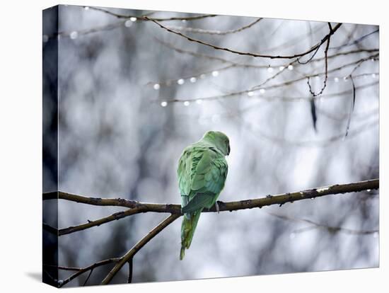 A Rose-Ringed Parakeet, Psittacula Krameri, on a Branch in Winter-Alex Saberi-Premier Image Canvas