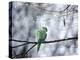 A Rose-Ringed Parakeet, Psittacula Krameri, on a Branch in Winter-Alex Saberi-Premier Image Canvas