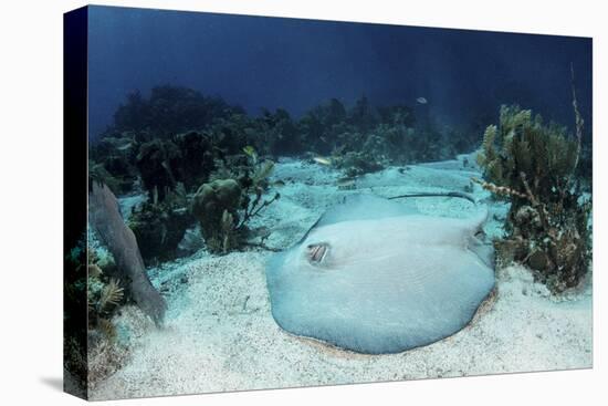 A Roughtail Stingray Rests on the Seafloor Near Turneffe Atoll-Stocktrek Images-Premier Image Canvas