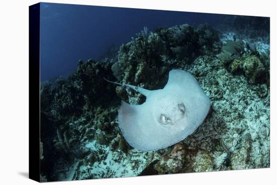 A Roughtail Stingray Swims over the Seafloor Near Turneffe Atoll-Stocktrek Images-Premier Image Canvas