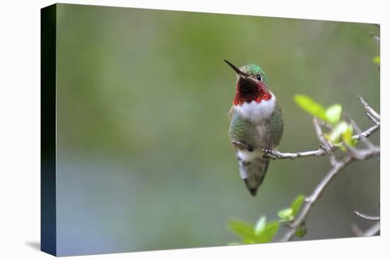 A Ruby-Throated Hummingbird, One of the Most Common of the Hummers-Richard Wright-Premier Image Canvas