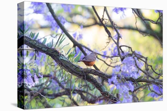 A Rufous Bellied Thrush, Turdus Rufiventris, on a Jacaranda Tree Branch in Ibirapuera Park-Alex Saberi-Premier Image Canvas