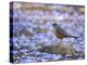 A Rufous Bellied Thrush, Turdus Rufiventris, Surrounded by Purple Petals in Ibirapuera Park-Alex Saberi-Premier Image Canvas