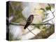 A Rufous-Breasted Hermit Perching on a Tree Branch in the Atlantic Rainforest-Alex Saberi-Premier Image Canvas