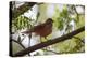 A Rufous Hornero Bird, Furnarius Rufus, Sits in a Tree at Sunset in Ibirapuera Park-Alex Saberi-Premier Image Canvas
