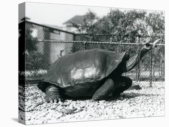 A Saddleback, Galapagos Tortoise Being Fed with a Banana on a Stick (B/W Photo)-Frederick William Bond-Premier Image Canvas