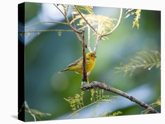 A Saffron Finch, Sicalis Flaveola, Resting in a Tropical Scene in the Atlantic Rainforest-Alex Saberi-Premier Image Canvas