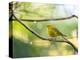 A Saffron Finch, Sicalis Flaveola, Resting in a Tropical Scene in the Atlantic Rainforest-Alex Saberi-Premier Image Canvas