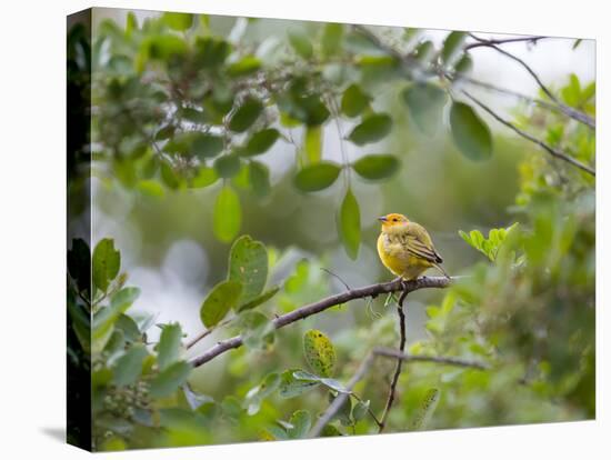 A Saffron Finch, Sicalis Flaveola, Sits on a Branch in Ubatuba, Brazil-Alex Saberi-Premier Image Canvas