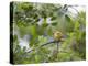 A Saffron Finch, Sicalis Flaveola, Sits on a Branch in Ubatuba, Brazil-Alex Saberi-Premier Image Canvas