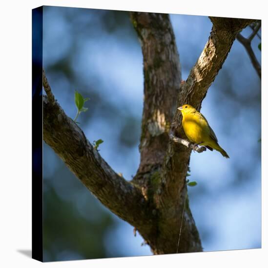 A Saffron Finch, Sicalis Flaveola, Sits on a Branch in Ubatuba, Brazil-Alex Saberi-Premier Image Canvas