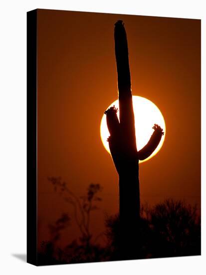 A Saguaro Cactus is Silhouetted as the Sun Sets Over the Southwestern Desert-null-Premier Image Canvas