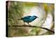 A Saira Bird Perches on a Tree in Ubatuba, Brazil-Alex Saberi-Premier Image Canvas