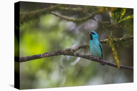 A Saira Bird Perches on a Tree in Ubatuba-Alex Saberi-Premier Image Canvas