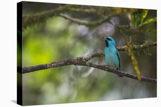 A Saira Bird Perches on a Tree in Ubatuba-Alex Saberi-Premier Image Canvas