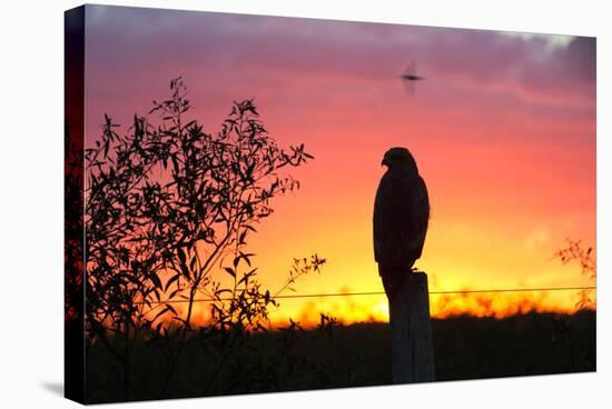 A Savanna Hawk, Buteogallus Meridionalis, Perching on a Fence Post-Alex Saberi-Premier Image Canvas