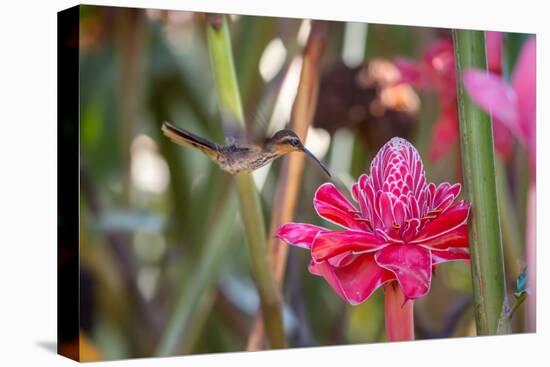 A Saw-Billed Hermit Bird Feeds from a Red Ginger Plant Flower in the Atlantic Rainforest-Alex Saberi-Premier Image Canvas