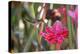 A Saw-Billed Hermit Bird Feeds from a Red Ginger Plant Flower in the Atlantic Rainforest-Alex Saberi-Premier Image Canvas