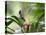 A Saw-Billed Hermit Feeds Off a Bromelia in Ubatuba, Brazil-Alex Saberi-Premier Image Canvas