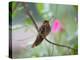 A Saw-Billed Hermit Perches on a Tree Branch in the Atlantic Rainforest-Alex Saberi-Premier Image Canvas