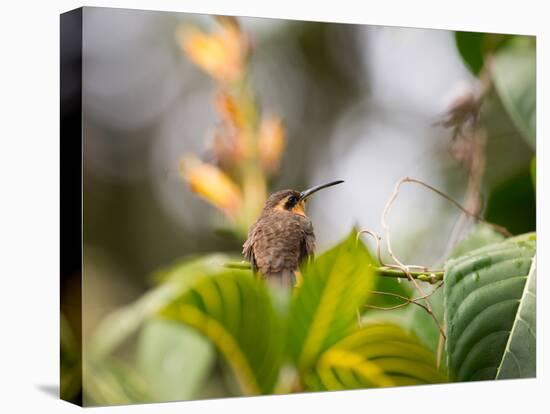 A Saw-Billed Hermit Perches on a Tree Branch in the Atlantic Rainforest-Alex Saberi-Premier Image Canvas