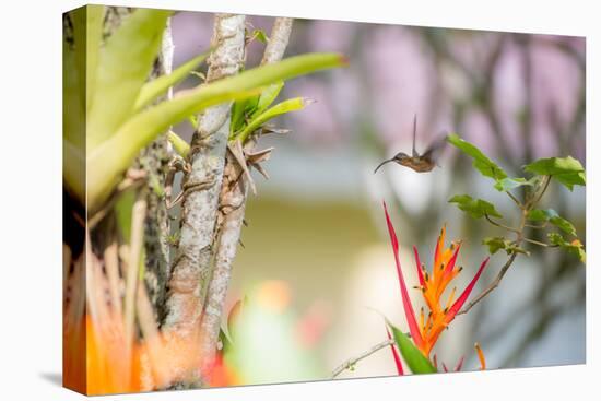 A Saw-Billed Hermit, Ramphodon Naevius, Flies in Flight in Ubatuba, Brazil-Alex Saberi-Premier Image Canvas