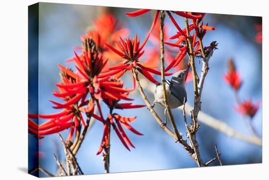 A Sayaca Tanager, Thraupis Sayaca, Feeds in a Coral Tree in Ibirapuera Park-Alex Saberi-Premier Image Canvas