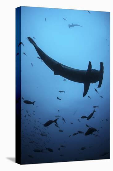 A Scalloped Hammerhead Shark Swims Near Cocos Island, Costa Rica-Stocktrek Images-Premier Image Canvas