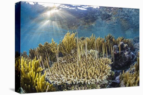 A school of razorfish , suspended upside down on Sebayur Island, Komodo Nat'l Park, Indonesia-Michael Nolan-Premier Image Canvas