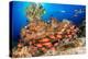 A school of Shoulderbar soldierfish, Hawaii-David Fleetham-Premier Image Canvas