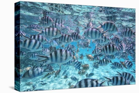 A School Of Zebra Fish. Bora Bora-Karine Aigner-Premier Image Canvas