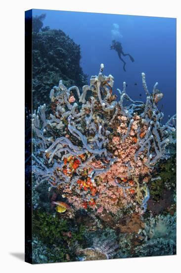 A Scuba Diver Explores a Colorful Coral Reef in Indonesia-Stocktrek Images-Premier Image Canvas