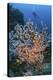 A Scuba Diver Explores a Colorful Coral Reef in Indonesia-Stocktrek Images-Premier Image Canvas