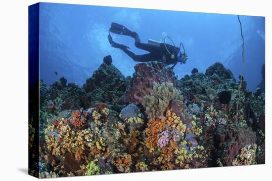 A Scuba Diver Swims Above a Colorful Coral Reef Near Sulawesi, Indonesia-Stocktrek Images-Premier Image Canvas