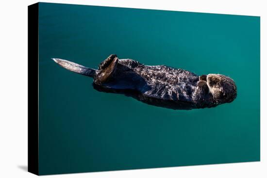 A sea otter is floating on its back, Seward. Alaska-null-Premier Image Canvas