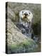 A Sea Otter Looks out from Behind a Rock-null-Premier Image Canvas