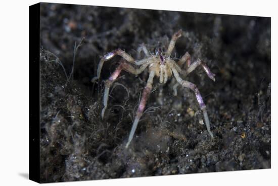 A Sea Spider Crawls Along the Mucky Seafloor-Stocktrek Images-Premier Image Canvas