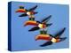 A Set of Three Carltonware Graduated Guinness Advertising Toucan Wall Hangings-null-Premier Image Canvas