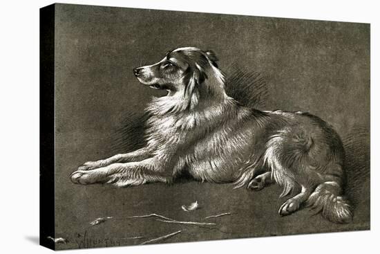 A Sheep Dog, 1901-Walter Hunt-Premier Image Canvas