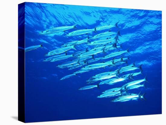 A Shoal of Black-Tail Barracudas (Sphyraena Qenie)-Andrea Ferrari-Premier Image Canvas