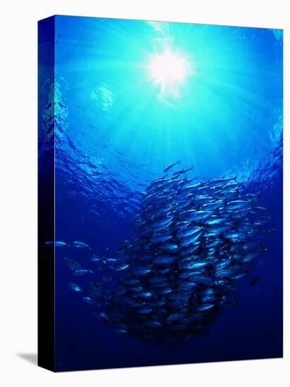 A Shoal of Jack Crevalle Crevalle Jack Fishes (Caranx Sexfasciatus)-Andrea Ferrari-Premier Image Canvas