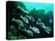 A Shoal of Speckled Sweetlips (Plectorhinchus Fishes)-Andrea Ferrari-Premier Image Canvas