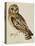 A Short-Eared Owl-Christopher Atkinson-Premier Image Canvas