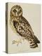 A Short-Eared Owl-Christopher Atkinson-Premier Image Canvas