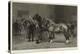 A Show of the Shire Horse Society-null-Premier Image Canvas