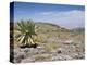 A Single Giant Lobelia, Bale Mountains, Southern Highlands, Ethiopia, Africa-Tony Waltham-Premier Image Canvas