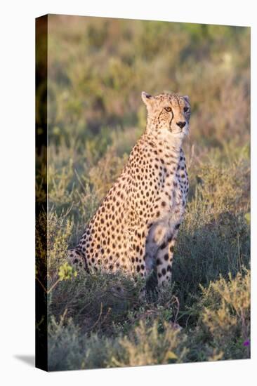 A Single Male Cheetah Sittings in the Grass, Ngorongoro, Tanzania-James Heupel-Premier Image Canvas