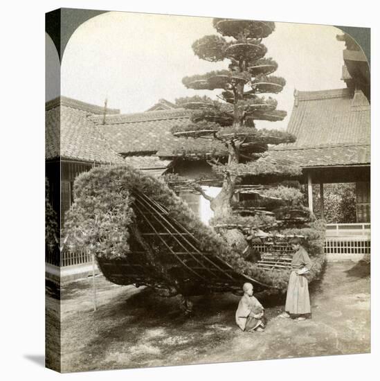 A Single Pine Trained into the Shape of a Boat, Kinkaku-Ji Monastery, Kyoto, Japan, 1904-Underwood & Underwood-Premier Image Canvas