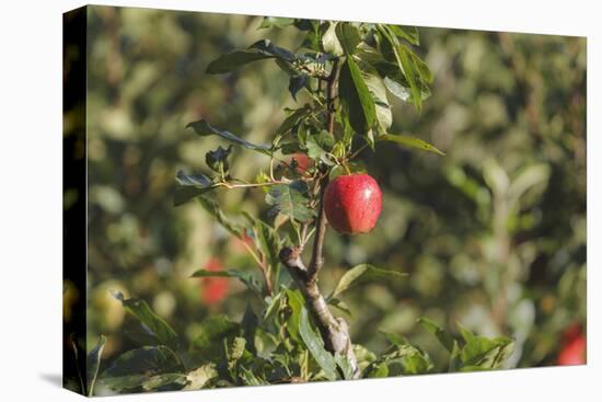 A Single, Red, Ripe Apple Hangs on a Branch on an Apple Tree-Petra Daisenberger-Premier Image Canvas