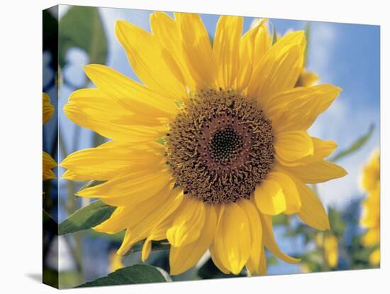 A Single Yellow Sunflower Blossom-null-Premier Image Canvas